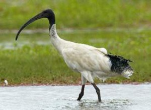Ibis